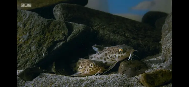 Cuckoo catfish (Synodontis multipunctatus) as shown in Seven Worlds, One Planet - Africa